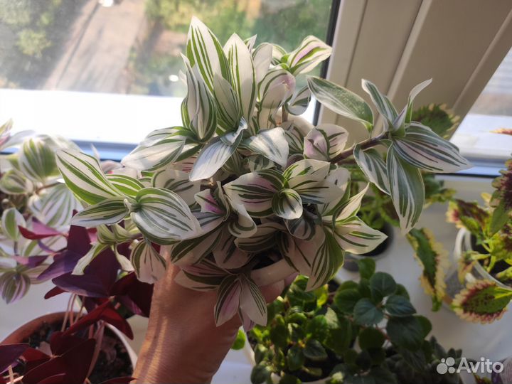 Традесканция белая