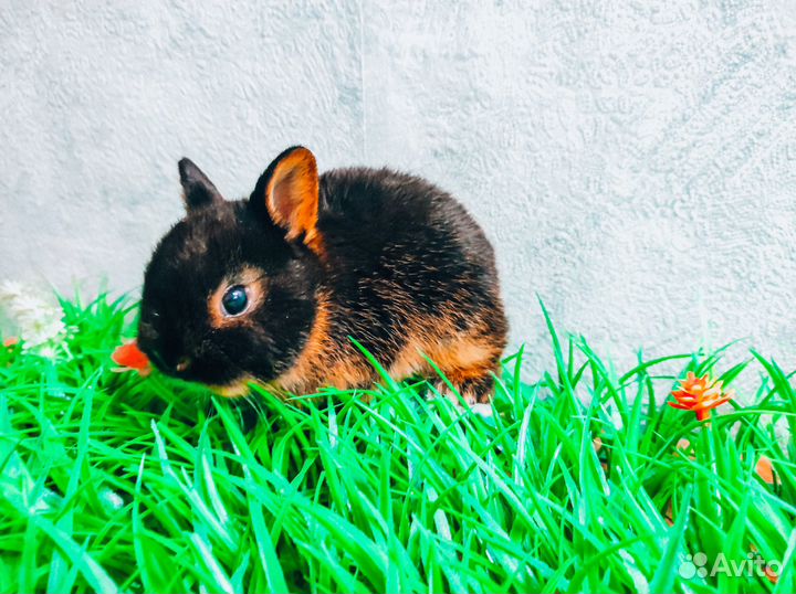 Карликовый кролик - королевский редкий