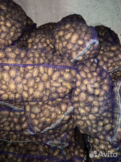 Семенной картофель сорт вега коломбо