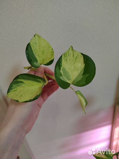 Сциндапсус (эпипремнум)