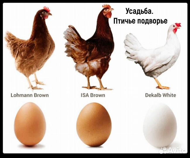Куры несушки.Цыплята