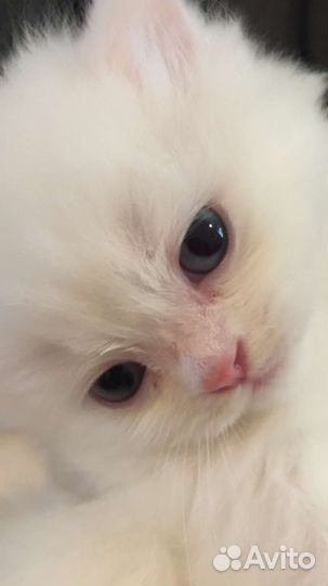 Турецкий Ван красивейший белый малыш