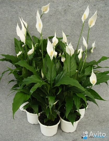 Спатифиллум Уоллиса, фикус Бенджамина и кислица