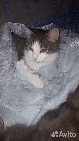 Даша хочет домой