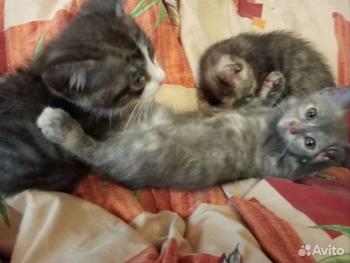 Кошка скоттиш страитт