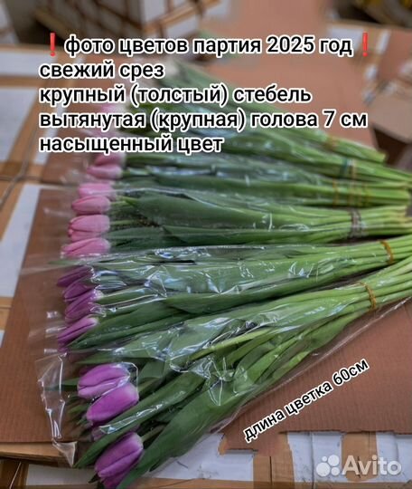 Тюльпаны к 8 марта розница