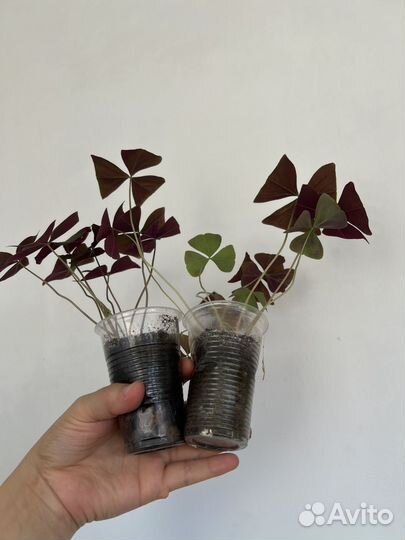 Кислица оксалис