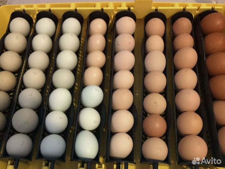 Яйца инкубационные куры,индюки, бройлер
