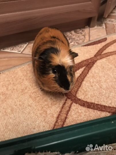 Морская свинка