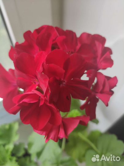 Пеларгония герань