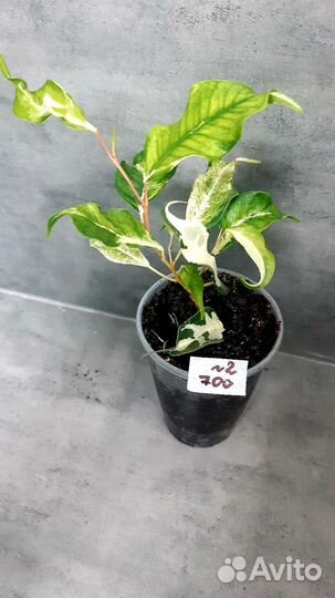 Фикус керли,почта