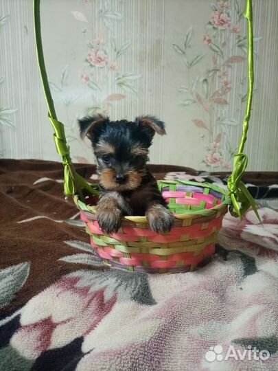 Йоркширский терьер