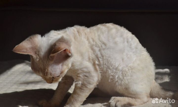 Девон-рекс кот