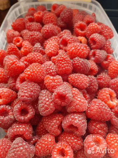 Ремонтантная малина