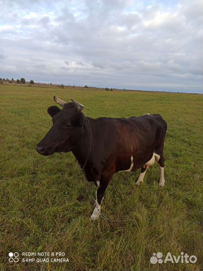 Молочная корова