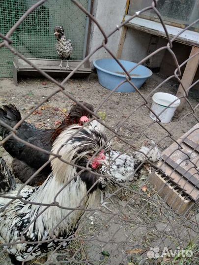 Куры падуаны