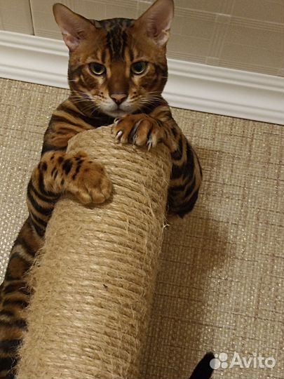 Бенгальский кот вязка