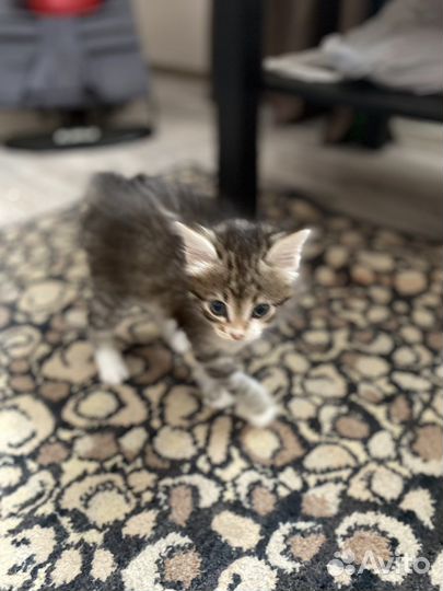 Котята