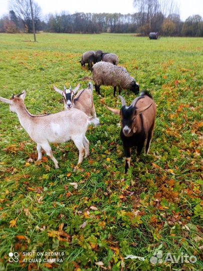 Продаются козы