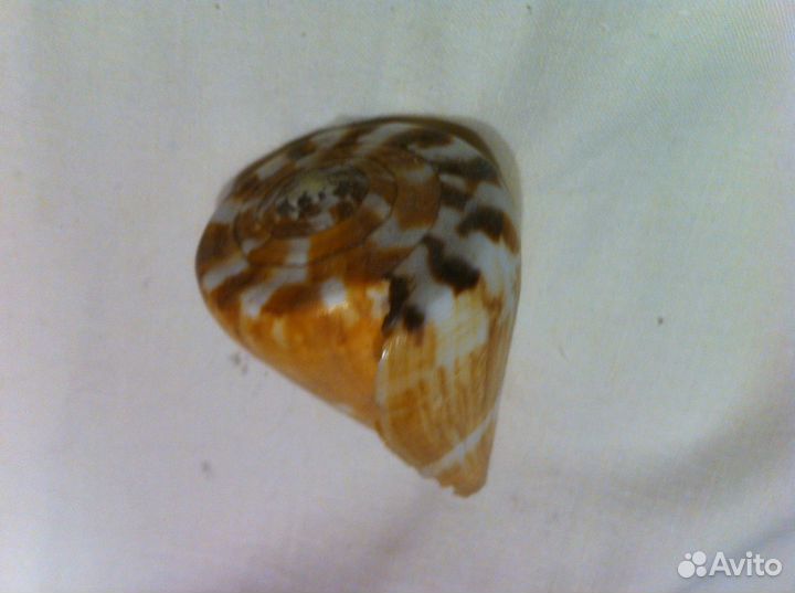 Набор морских раковин