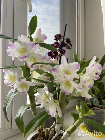 Дендробиум нобиле бело-розовая
