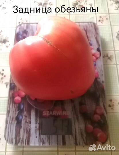 Семена сортовых томатов