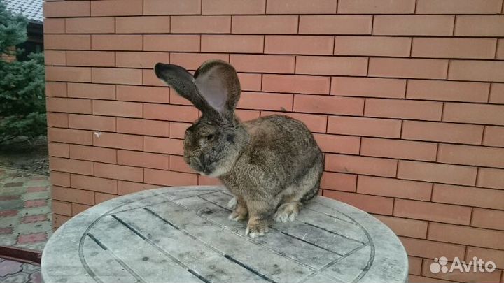 Кролики Ризен,Венский голубой