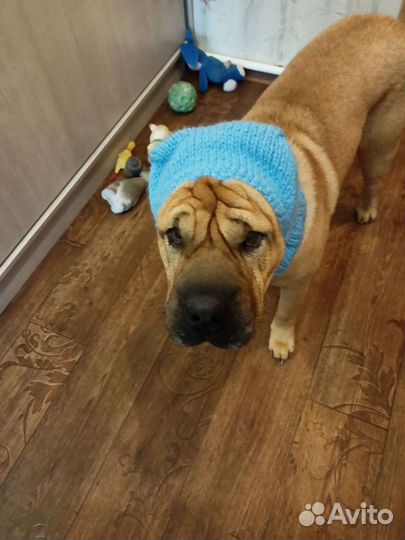 Одежда для шарпея. Шапочки