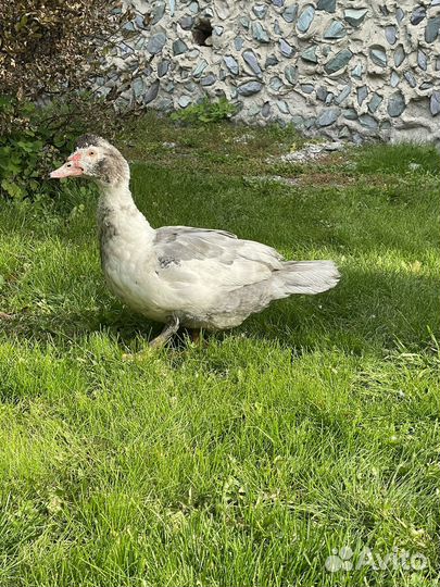 Селезни и уточки индоуток