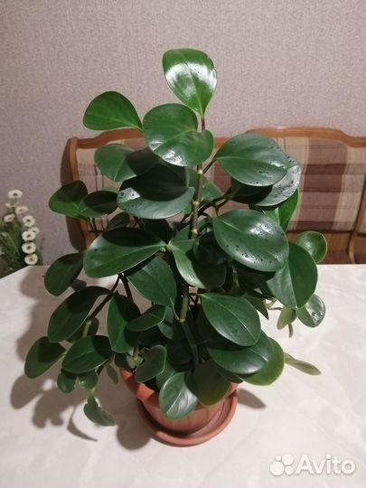 Цветок пеперомия