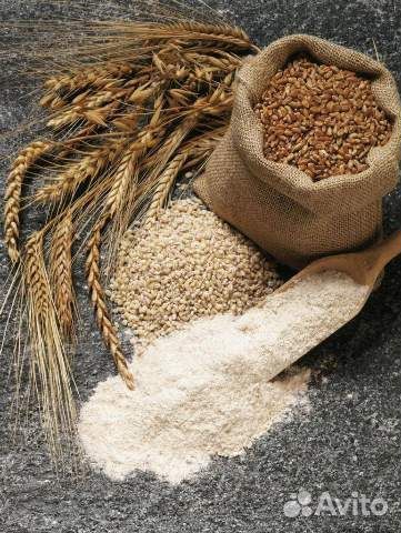 Зерно пшеница