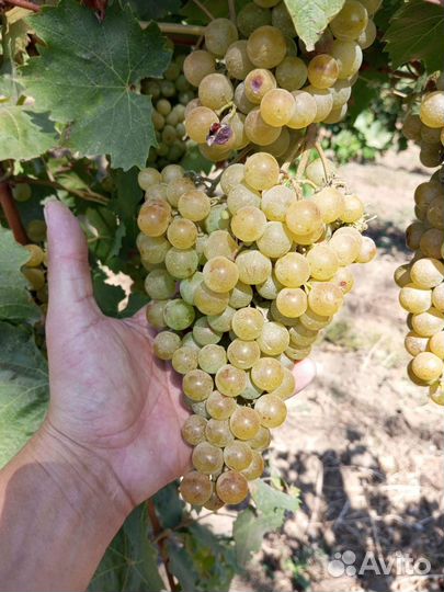 Виноград технический