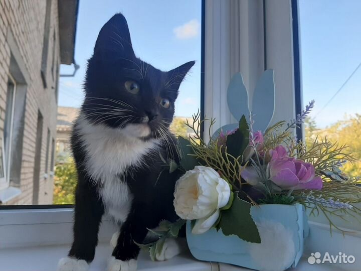 Кошка в дар