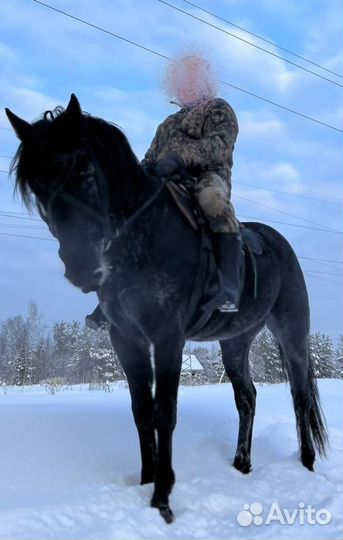 Продается навоз из-под Карачаевского жеребца