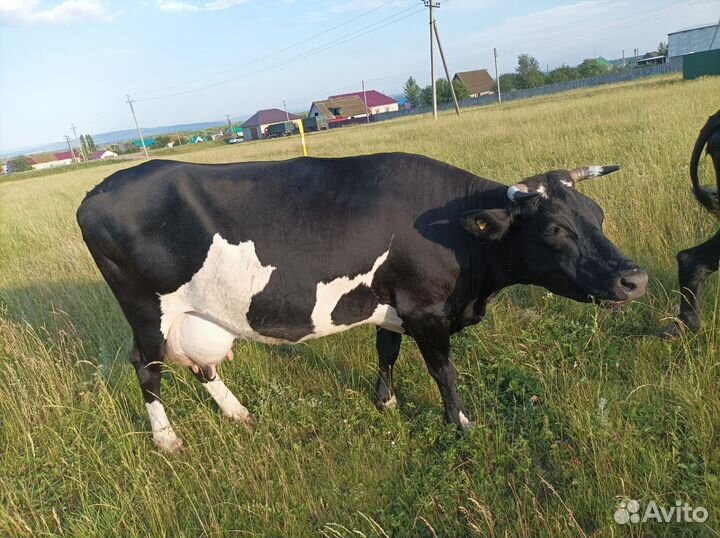Коровы дойные