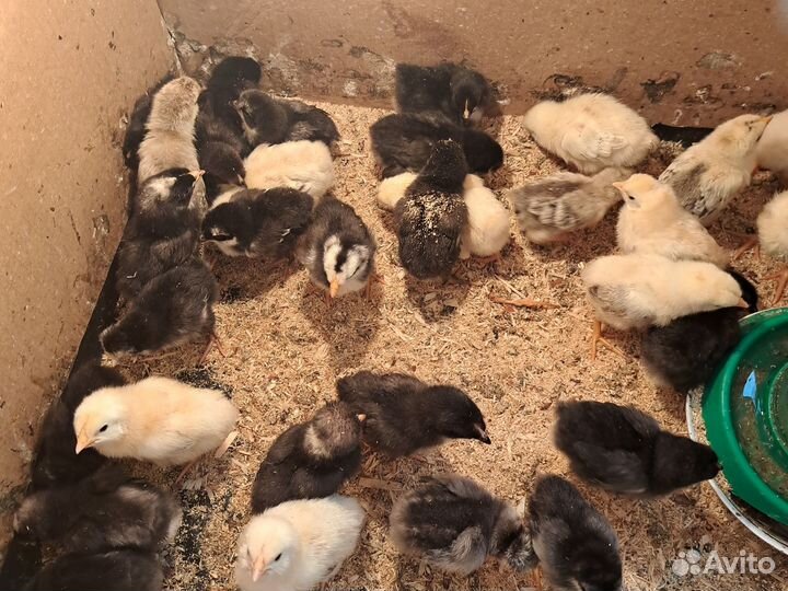 Продам цыплят несушек