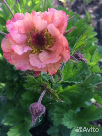 Многолетнее растение Гравилат Май Тай