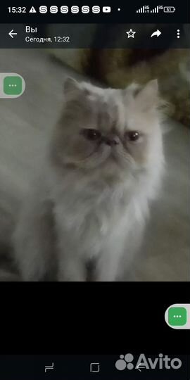 Персидские котята