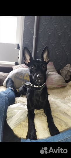 Собака Ксоло