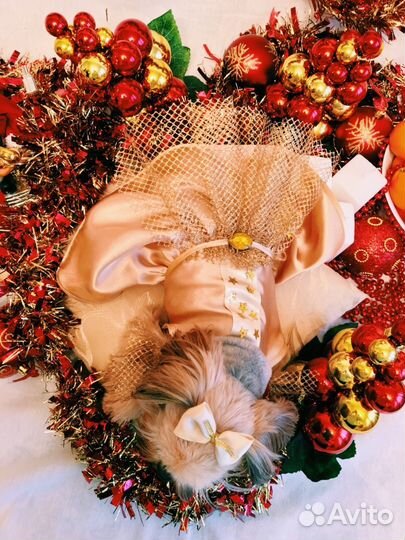 Стрижка собак / йорка. Груминг. Одежда для собак