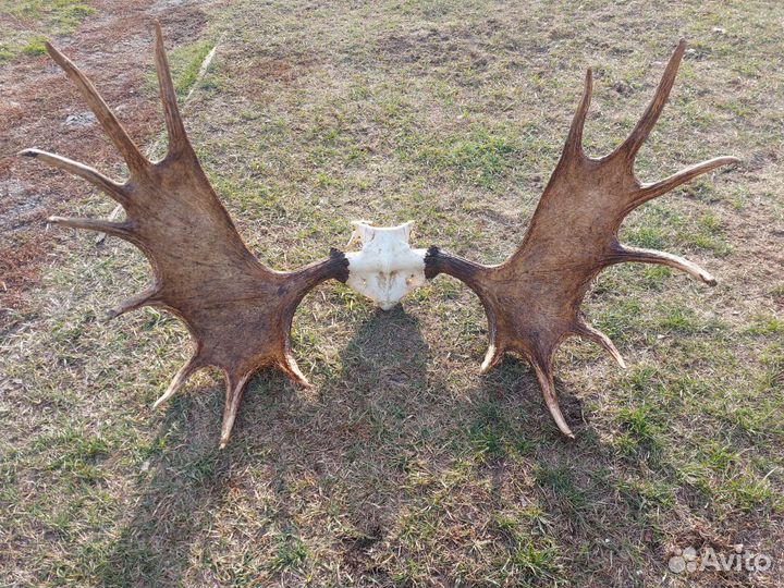 Рога лося