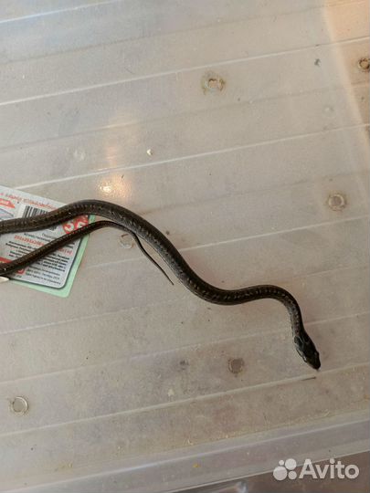 Полозы узорчатые