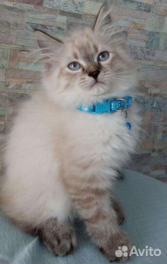 Котята невские маскарадные