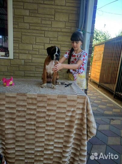 Боксёры Юниоры