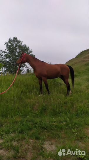 Арабская кобыла