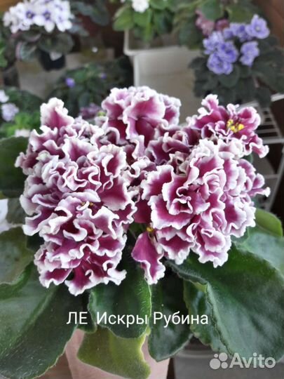 Детки сортовых фиалок