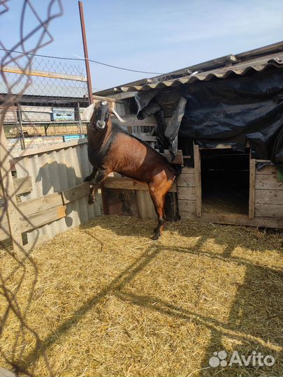 Нубийский козел вязка