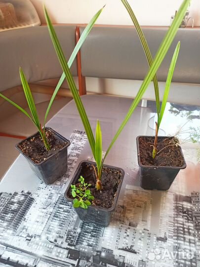 Пальма финиковая, строманта