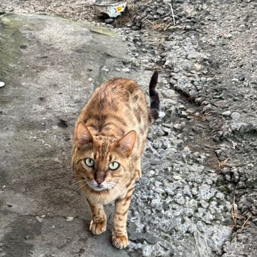 Тойгер, взрослый кот