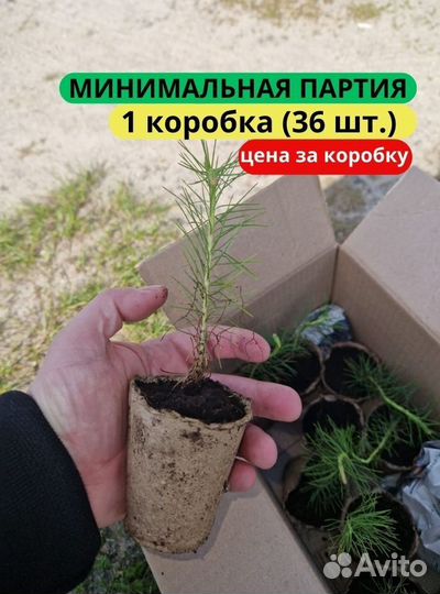 Саженцы сосны зкс от производителя